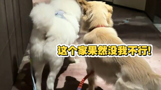 Biar kulihat siapa yang masih berani bilang kita anjing bodoh!