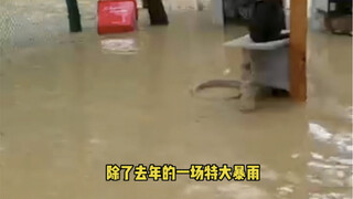 Pada hari hujan, kucing-kucing di vila kecil tetap sangat nyaman.