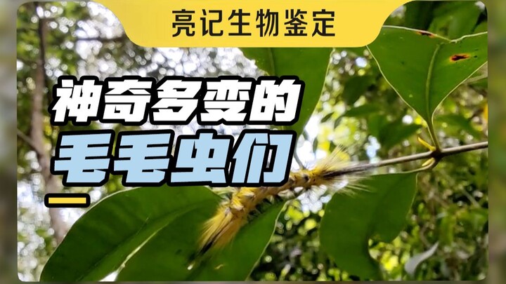 会模拟蛇、会炸毛的毛毛虫，你见过吗？