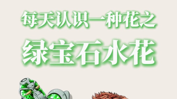 每天认识一种花#绿宝石水花#
