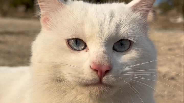 The farm kittens are getting so chubby they look like little pigs!