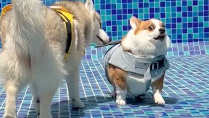 Corgis และ Huskies จะตอบสนองต่อความลึกของน้ำที่แตกต่างกันอย่างไร?