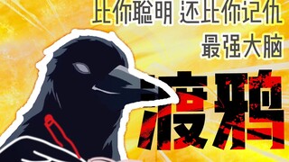 Một con quạ có tính báo thù như thế nào? Con người này đã lừa dối chiếc bánh mì của tôi 2 tháng trướ