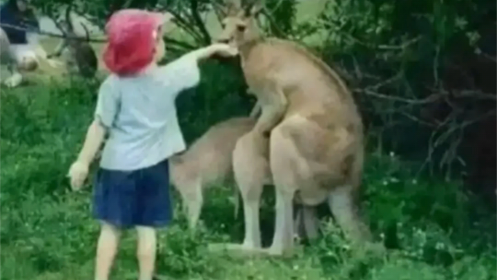 Little friend, the mouse is a bit busy right now.