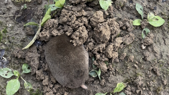 Tikus tanah