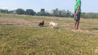 white kelso cross vs gbs cross