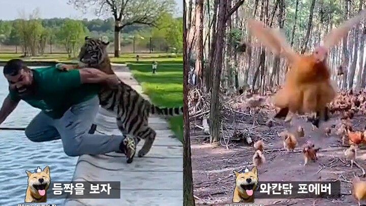วิธีเอาตัวรอดเมื่อเสือโจมตีจากด้านหลัง Funny Animal Meme