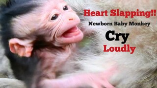 OMG Heart Slapping!!, Newborn Baby Monkey Jinx Cry Loudly Just Born One Day,Why Baby Jinx Cry Loudly