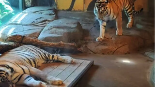 متطابق تمامًا مع الإنسان