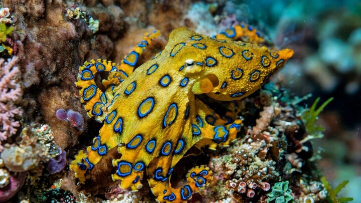 Blue Octopus 🐙