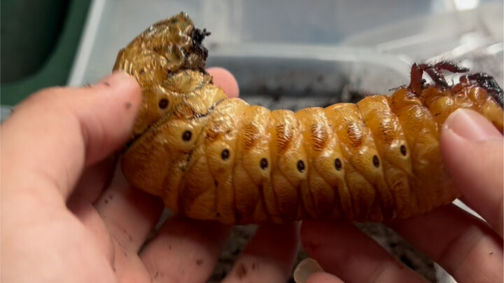 36 เดือนเลยนะ!!! อ๊ากกก! เลี้ยงมาจนโตแล้ว!!!!