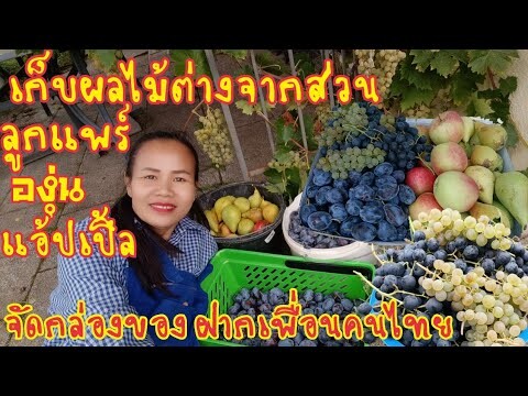 เก็บองุ่นฝากเพื่อนคนไทย,แบกสุกีนีกลับบ้าน,เก็บแอปเปิ้ล,เก็บลูกแพร์,จัดกล่องฝากเพื่อนคนไทย,ถอนหญ้า