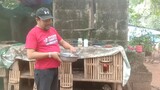 paano magpalain si dodonggaffer sa kanyang mga manok na pang condition