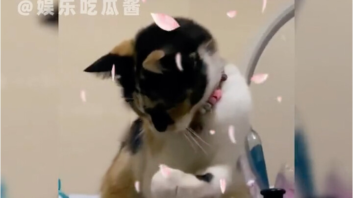 Are you two talking about the same cat? Cat, cats' baffling antics, hilarious, cute pet debut plan.