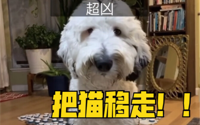 [Speaking Dog Bunny] Mom’s So Understanding, Dad’s Super Spoiling!
