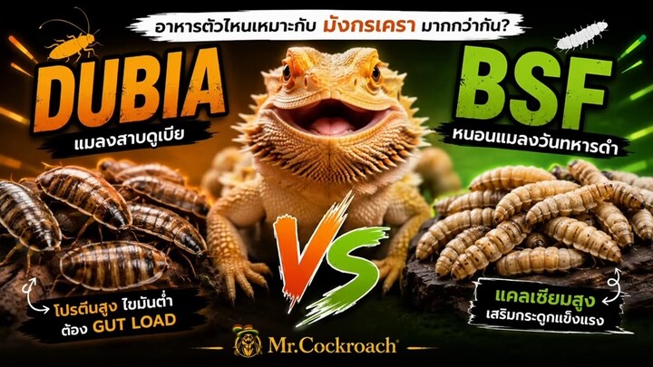 🪳 Dubia vs 🐛 BSFอาหารตัวไหนเหมาะกับ “มังกรเครา” มากกว่ากัน? 🦎
