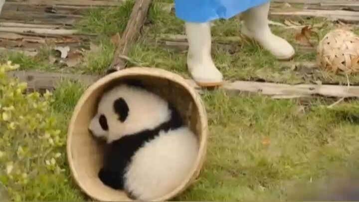 Bayi panda yang penuh akal 😂