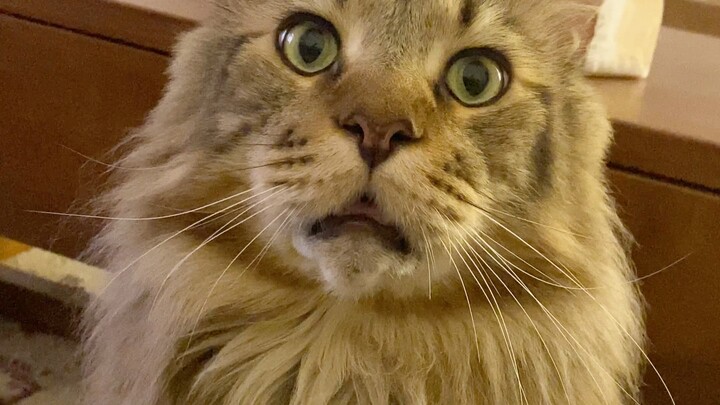 Cả ngày chẳng làm được việc gì nghiêm túc.