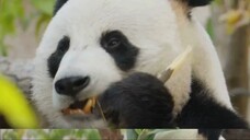 GIANT PANDA