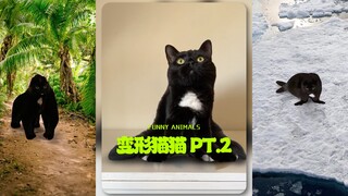 变形猫猫又获得了一些新技能