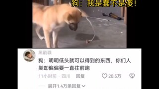 Anjing ini benar-benar sangat pintar!