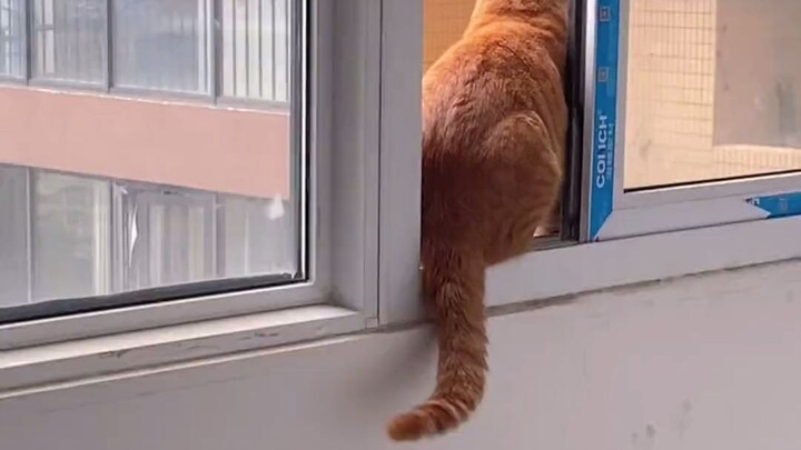 当碰到不省心的猫猫，铲屎官要操多少心
