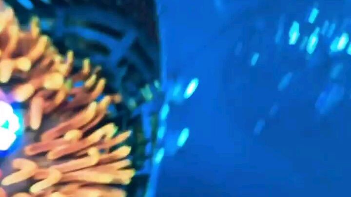Bubble Anemone