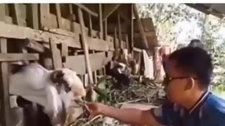 Kambing 🐐 dikasih mkn nasi enk mbek enk😂