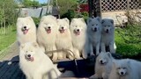 [Hewan]Selamat Datang di Perkumpulan Anjing