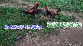 Navajero Gilmore VS Gilmore Hatch Spar
