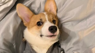 Hai Chú Chó Corgi Và Alaska Nhận Nhầm Chủ, Đi Theo Tôi Suốt Dọc Đường