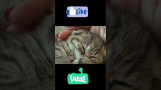cute baby cat animal #shorts #youtubeshorts #short #funny #comedy #cute #cat #baby #viral #kids