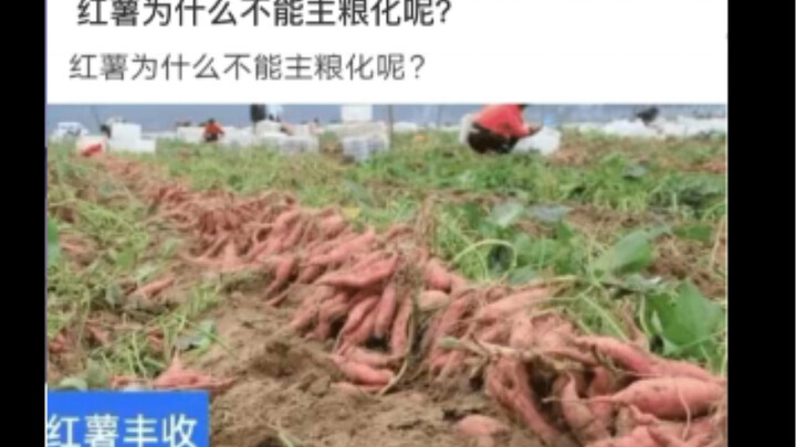 ทำไมมันเทศถึงไม่เหมาะจะเป็นอาหารหลัก? 【คอมเมนต์สุดป่วนจากชาวเน็ตสุดฮา #86】