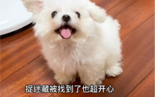 Trải nghiệm có một chú cún con thích chơi trốn tìm thì như thế nào?