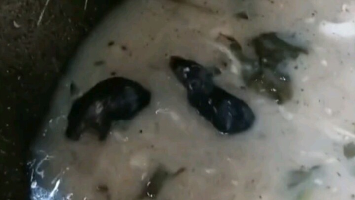 صراع بين فأرين على مرق الدجاج، يا سادة، جرّبوا قليلاً لتذوقوا.