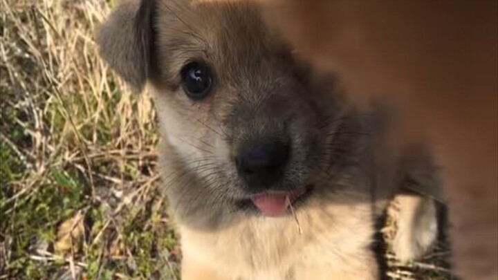 “หมาน่ารักจัง...ของอะไรเนี่ย”