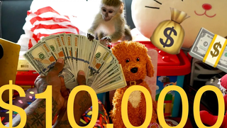 Baby Monkey $10000 ลากของเล่น!