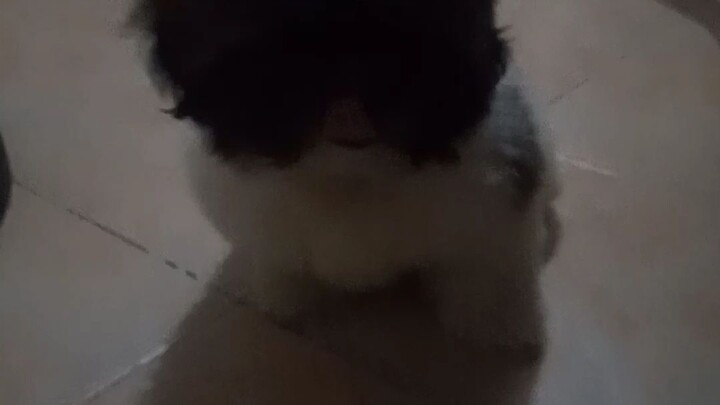 cute na Aso