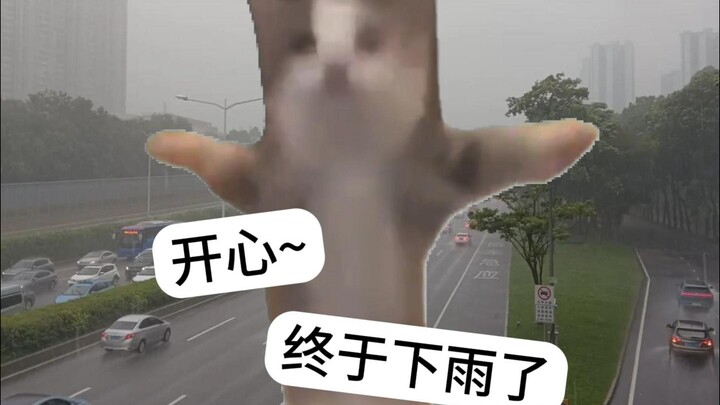 开始，猫猫们以为这只是一场普通的雨