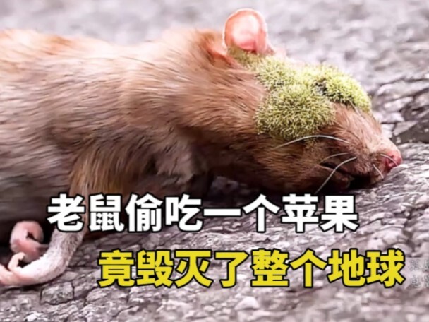 The earth was destroyed by mice because they ate a moldy apple.