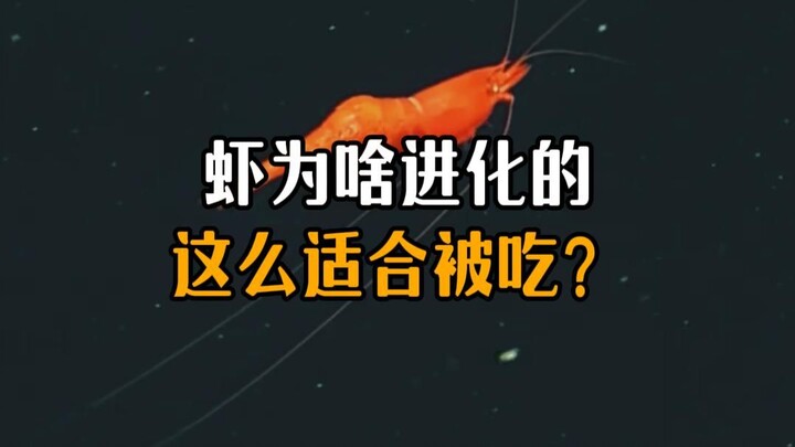 Why have shrimp evolved to be so perfectly suited to being eaten?