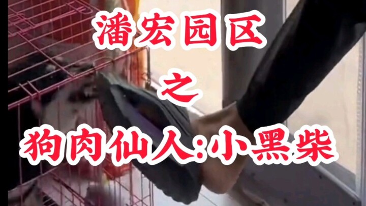 Pan Hong Park’s “Dog Meat Immortal”: Little Black Shiba Inu