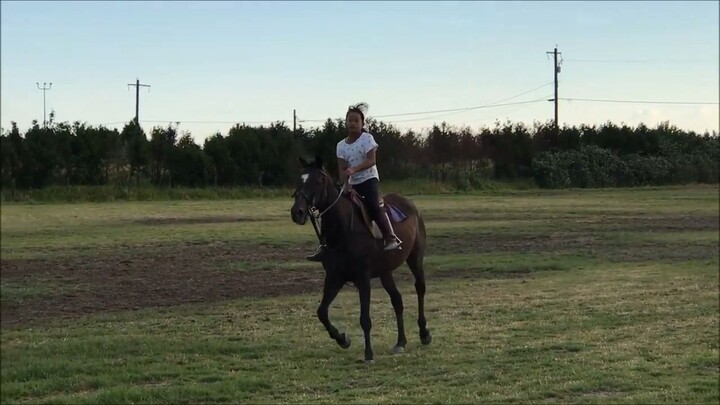 骑马球小马 Vancouver Polo Club