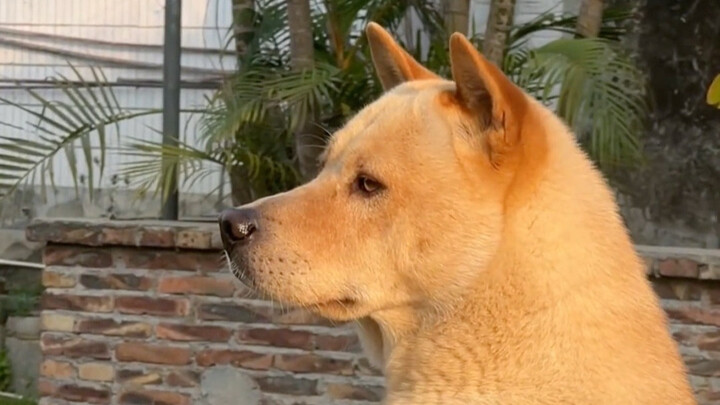 Anak anjing yang langsung disukai pada pandangan pertama