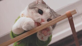 How can it be so adorable?