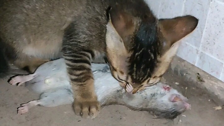 Thức ăn cho mèo tươi mới mẹ mèo vừa bắt về