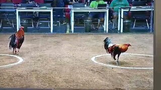 bob palito 7cock derby vs tanay 2nd fyt win 5.22.24