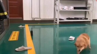 Lính cứu hỏa đi làm không mang theo cún cưng, cún cưng tức giận liền giấu giày của lính cứu hỏa đi
