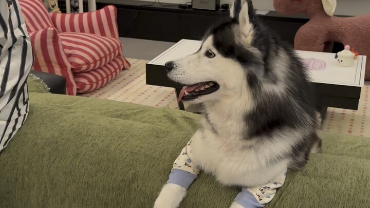 Don't be clueless about canine social etiquette, okay?