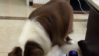 Chó sẽ thế nào khi nhận được hai lệnh trái ngược nhau